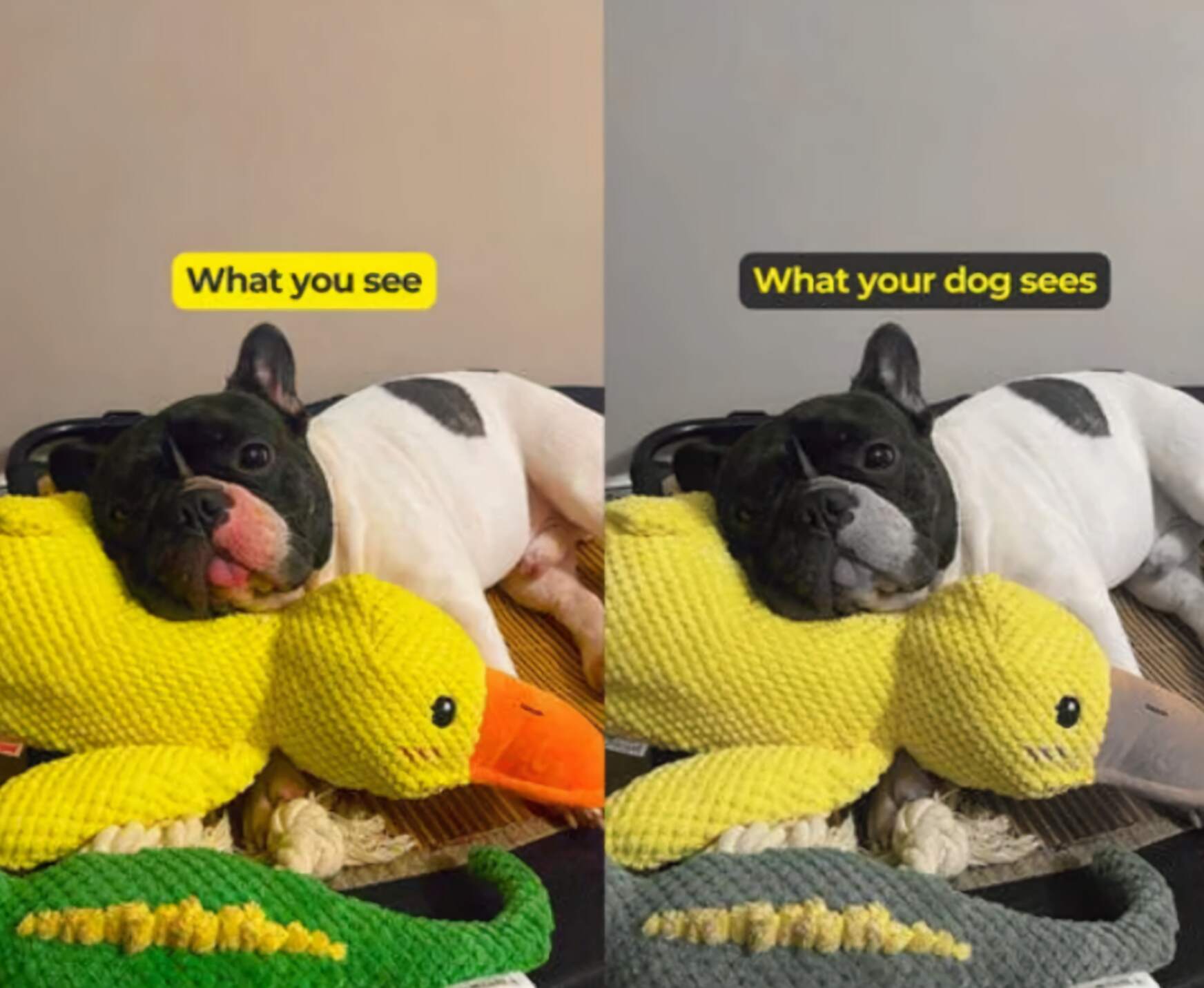Calming Duck Dog Toy